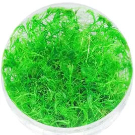 invitro-maly-kubek-dekoracja-do-wody-eco-plant-bacopa-myriophylloides