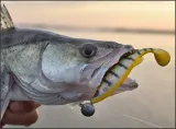 guma-westin-zanderteez-85cm-6g-fire-perch-stan-nowy