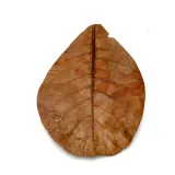 biocatappa-lisc-ketapang-migdalecznika-kod-producenta-biocatappa-ketapang