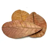 biocatappa-lisc-ketapang-migdalecznika-stan-nowy-kod-producenta-biocatappa-ketapang