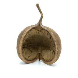 biogecko-nut-orzech-kryjowka-dla-gekona