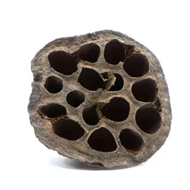 biolotus-lotos-suszony-dekoracja-5-9cm