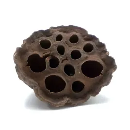 biolotus-mini-lotos-suszony-dekoracja-2-5cm