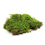 bioflat-moss-mech-platy-100g-marka-bioterr