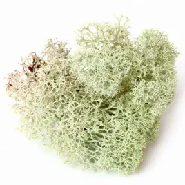bioice-moss-natural-chrobotek-naturalny-25g