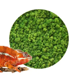 bioice-moss-light-green-chrobotek-jasnozielony-25g