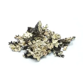 bioblack-lichen-porost-czarny-do-terrarium-25g