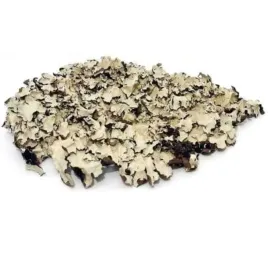 porost-czarny-do-terrarium-100g