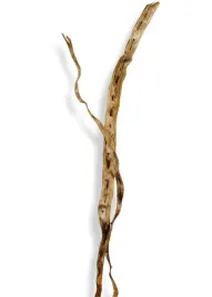 liana-gruba-do-terrarium-brazylijska-ok-50cm-ciemnobrazowa