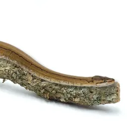 biobranch-60cm-galaz-debu-korkowego-prosta-lub-rozgaleziona