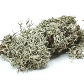 biogrey-lichen-porost-szary-do-terrarium-25g