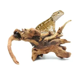 biorain-roots-korzen-tropikalny-driftwood-m-do-terrarium-20-30cm