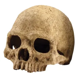 exo-terra-primate-skull-czaszka-naczelnego-ex-8558