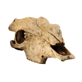 exo-terra-buffalo-skull-czaszka-bawola-ex-8572