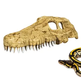 repti-zoo-crocodile-skull-m-czaszka-krokodyla