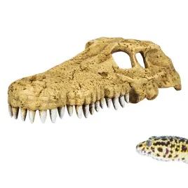 repti-zoo-crocodile-skull-s-czaszka-krokodyla