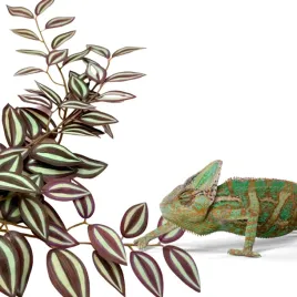 biobush-no6-roslina-sztuczna-tropikalna-do-terrarium-trzykrotka-purpurowa