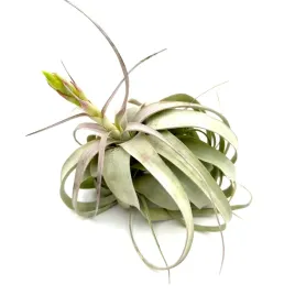tillandsia-xerographica-oplatwa-zywa-roslina-do-terrarium