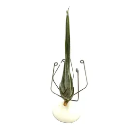 tillandsia-disticha-mini-oplatwa-zywa-roslina-do-terrarium