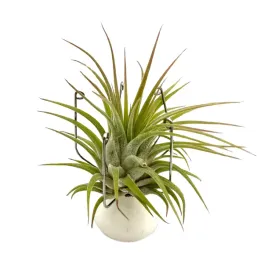 tillandsia-ionantha-var-rubra-oplatwa-zywa-roslina-do-terrarium
