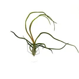 tillandsia-bulbosa-oplatwa-zywa-roslina-do-terrarium
