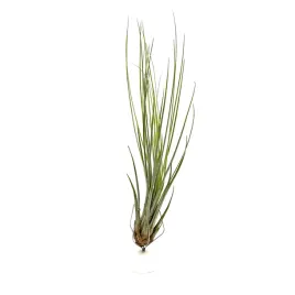 tillandsia-juncifolia-oplatwa-zywa-roslina-do-terrarium