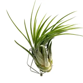 tillandsia-kolbii-ion-scaposa-oplatwa-zywa-roslina-do-terrarium