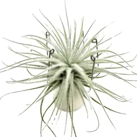 tillandsia-tectorum-var-snow-oplatwa-omszona-snow-zywa-roslina
