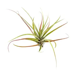 tillandsia-capitata-var-peach-oplatwa-zywa-roslina-do-terrarium