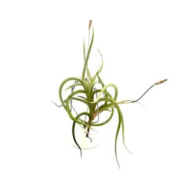 tillandsia-myosura-oplatwa-zywa-roslina-do-terrarium
