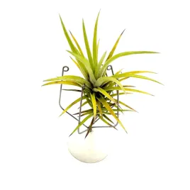 tillandsia-neglecta-oplatwa-zywa-roslina-do-terrarium