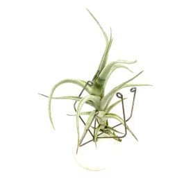 tillandsia-albida-oplatwa-zywa-roslina-do-terrarium