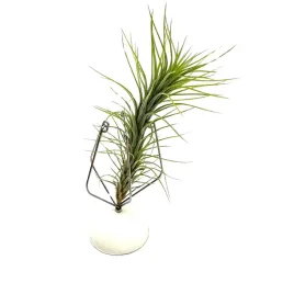 tillandsia-funckiana-single-oplatwa-zywa-roslina-do-terrarium