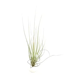 tillandsia-juncea-mini-oplatwa-zywa-roslina-do-terrarium