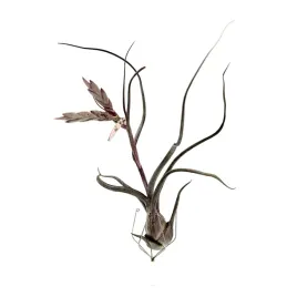 tillandsia-baileyi-oplatwa-zywa-roslina-do-terrarium