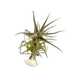 tillandsia-purpurea-shooting-star-oplatwa-zywa-roslina-do-terrarium