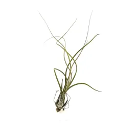 tillandsia-butzii-oplatwa-zywa-roslina-do-terrarium
