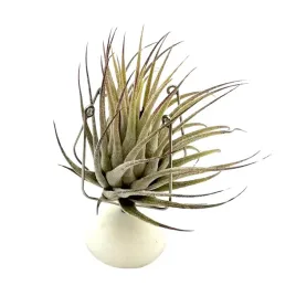 tillandsia-ionantha-var-ionantha-oplatwa-zywa-roslina-do-terrarium