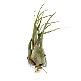 tillandsia-seleriana-oplatwa-zywa-roslina-do-terrarium