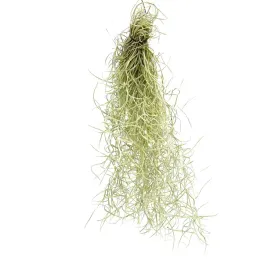 tillandsia-usneoides-s-oplatwa-brodaczkowa-zywa-roslina-do-terrarium