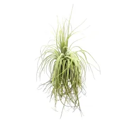 tillandsia-magnusiana-oplatwa-zywa-roslina-do-terrarium