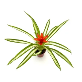 guzmania-ice-cream-zywa-roslina-do-terrarium