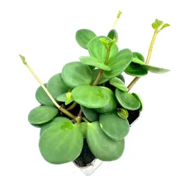 peperomia-hope-hybryda-quadrifolia-x-deppeana-zywa-roslina-do-terrarium