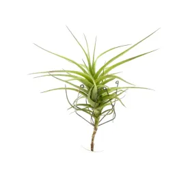 tillandsia-bergeri-oplatwa-zywa-roslina-do-terrarium
