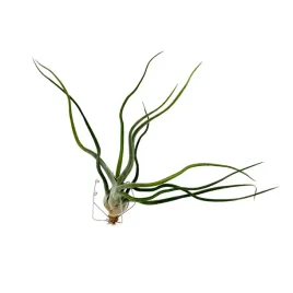 tillandsia-showtime-oplatwa-zywa-roslina-do-terrarium