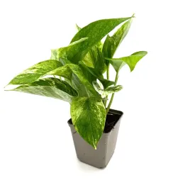 epipremnum-pinnatum-var-marble-zywa-roslina-do-terrarium