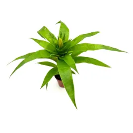 vriesea-ospinae-frizea-zywa-roslina-do-terrarium