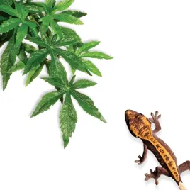 repti-zoo-roslina-wiszaca-40cm-zaslaz-konopia-klon-roslina-do-terrarium