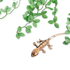 repti-zoo-roslina-wiszaca-40cm-fitonia-roslina-do-terrarium
