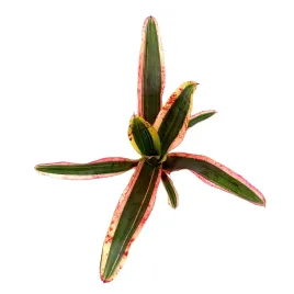 neoregelia-iphigenie-zywa-roslina-do-terrarium
